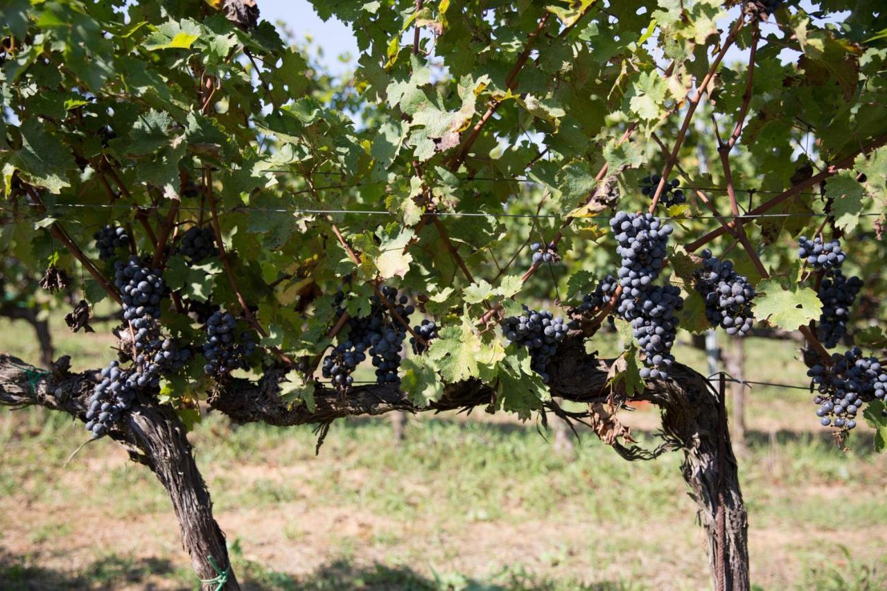 Agriturismo Gli Archi Fauglia 外观 照片