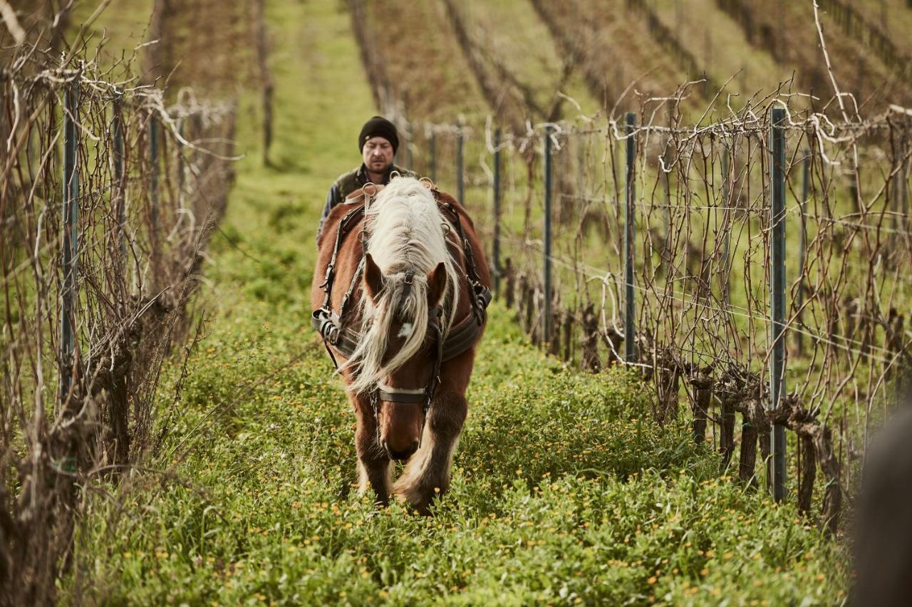 Agriturismo Gli Archi Fauglia 外观 照片