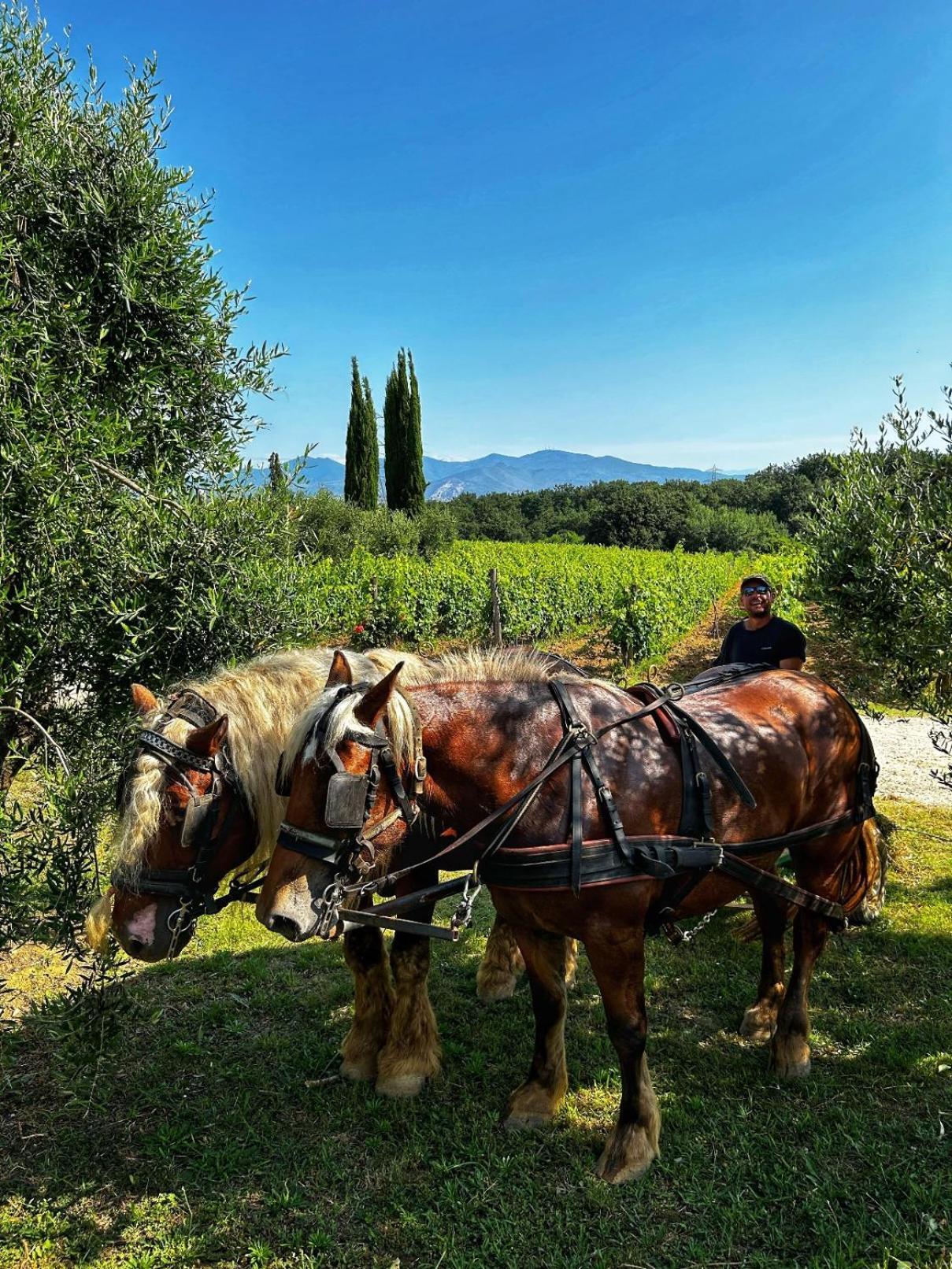 Agriturismo Gli Archi Fauglia 外观 照片