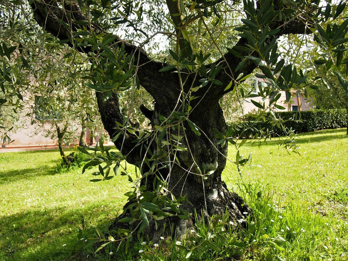 Agriturismo Gli Archi Fauglia 外观 照片